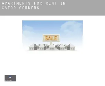 Apartments for rent in  Cator Corners